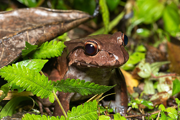 Image showing Savages thin-toed frog - Leptodactylus savagei, Refugio de Vida Silvestre Cano Negro, Costa Rica Wildlife