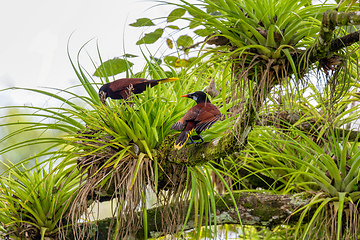 Image showing Montezuma Oropendola - Psarocolius montezuma, Refugio de Vida Silvestre Cano Negro, Wildlife and birdwatching in Costa Rica.