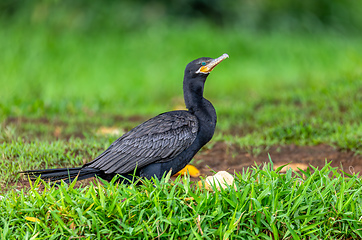 Image showing Neotropic cormorant - Phalacrocorax brasilianus. Refugio de Vida Silvestre Cano Negro, Wildlife and bird watching in Costa Rica.