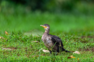 Image showing Neotropic cormorant - Phalacrocorax brasilianus. Refugio de Vida Silvestre Cano Negro, Wildlife and bird watching in Costa Rica.