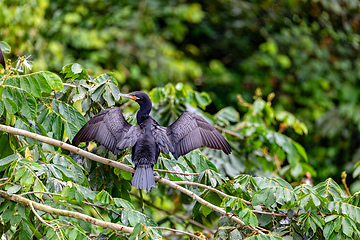 Image showing Neotropic cormorant - Phalacrocorax brasilianus. Refugio de Vida Silvestre Cano Negro, Wildlife and bird watching in Costa Rica.