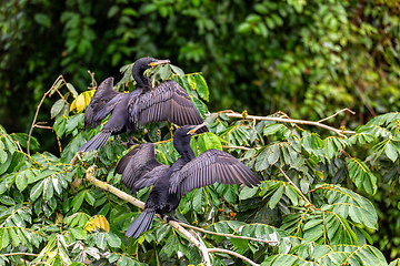 Image showing Neotropic cormorant - Phalacrocorax brasilianus. Refugio de Vida Silvestre Cano Negro, Wildlife and bird watching in Costa Rica.