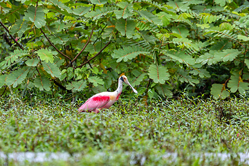 Image showing Roseate spoonbill - Platalea ajaja, Refugio de Vida Silvestre Cano Negro, Wildlife and bird watching in Costa Rica.