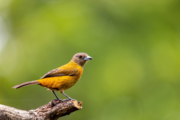 Image showing Scarlet-rumped tanager female - Ramphocelus passerinii, Refugio de Vida Silvestre Cano Negro, Wildlife and bird watching in Costa Rica.