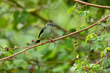 Image showing Red-legged honeycreeper female - Cyanerpes cyaneus. Refugio de Vida Silvestre Cano Negro, Wildlife and bird watching in Costa Rica.