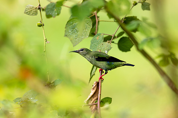 Image showing Red-legged honeycreeper female - Cyanerpes cyaneus. Refugio de Vida Silvestre Cano Negro, Wildlife and bird watching in Costa Rica.