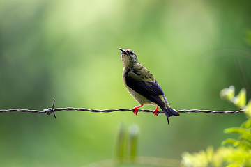 Image showing Red-legged honeycreeper female - Cyanerpes cyaneus. Refugio de Vida Silvestre Cano Negro, Wildlife and bird watching in Costa Rica.