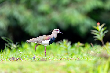 Image showing Southern lapwing - Vanellus chilensis, commonly called quero-quero. Refugio de Vida Silvestre Cano Negro, Wildlife and bird watching in Costa Rica.