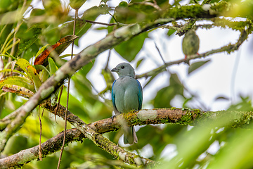 Image showing Blue-gray tanager - Thraupis episcopus, Refugio de Vida Silvestre Cano Negro, Wildlife and bird watching in Costa Rica.