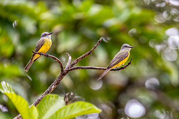 Image showing Tropical kingbird, Tyrannus melancholicus. Refugio de Vida Silvestre Cano Negro, Wildlife and bird watching in Costa Rica.