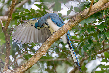 Image showing White-throated magpie-jay, Calocitta formosa, Parque Nacional Rincon de la Vieja, Guanacaste Province, Costa Rica