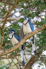 Image showing White-throated magpie-jay, Calocitta formosa, Parque Nacional Rincon de la Vieja, Guanacaste Province, Costa Rica