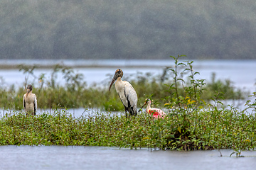 Image showing Wood stork - Mycteria americana. Refugio de Vida Silvestre Cano Negro, Wildlife and bird watching in Costa Rica.