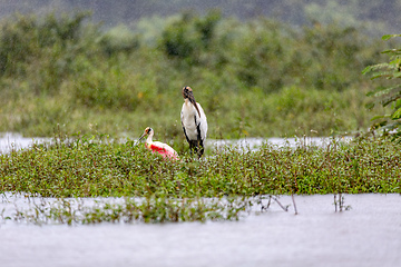 Image showing Wood stork - Mycteria americana. Refugio de Vida Silvestre Cano Negro, Wildlife and bird watching in Costa Rica.