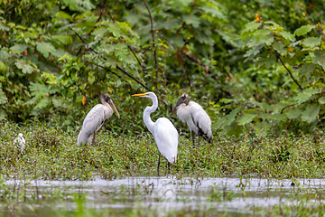 Image showing Great egret - Ardea alba, Refugio de Vida Silvestre Cano Negro, Wildlife and birdwatching in Costa Rica.