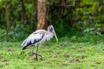 Image showing Wood stork - Mycteria americana. Refugio de Vida Silvestre Cano Negro, Wildlife and bird watching in Costa Rica.