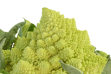 Image showing Romanesco_5