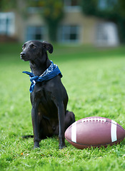 Image showing Happy, dog and football in backyard garden to play, relax or sitting on grass outdoor in summer. Pet, animal and calm Labrador with ball on lawn to exercise in game of sport in park or field