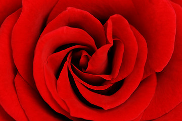 Image showing red beauty