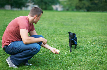 Image showing Man, dog and play ball at outdoor park for bonding connection, grass field for sports training. Male person, pet animal and fun equipment for catch throw in environment for love, care or friendship