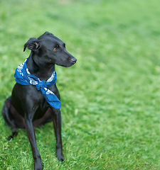 Image showing Dog, park and sitting on grass field for training exercise, pet care at outdoor kennel shelter. Animal, calm and environment on lawn for trust workout for obedience, puppy practice or playful game