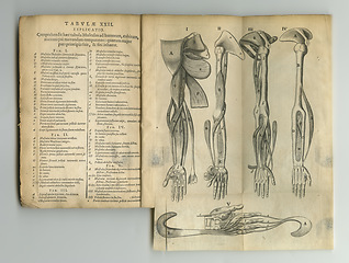 Image showing Old book, vintage and anatomy of bones, human body parts or latin literature, manuscript or ancient scripture against a studio background. History novel, journal or education of skeleton study