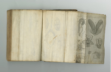 Image showing Medical, book and drawing of anatomy on paper in antique, vintage or old science textbook with knowledge. Archive, research and diagram on parchment for notes, information and study of organ