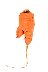 Image showing Forked Twisted Carrot Vegetable