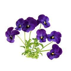 Image showing Purple Pansy Flower Plant Spring Matrix Variety