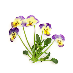 Image showing Purple Yellow Pansy Flower Plant Northern Lights Variety