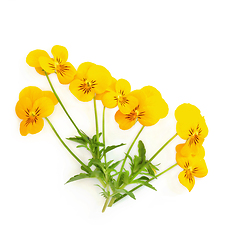 Image showing Yellow Pansy Flower Plant Panola XP Variety