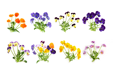 Image showing Pansy Flower Plant Collection Various Colors 