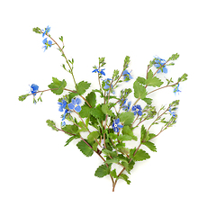 Image showing Veronica Germander Speedwell Flower Summer Wildflower