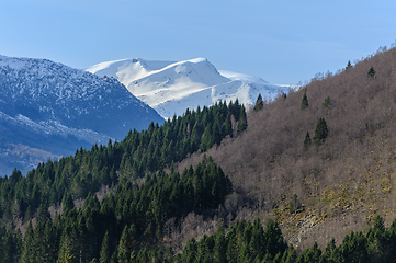 Image showing Snow blankets a mountain peak above dark green pines with clear blue skies.