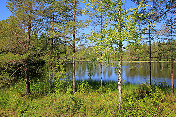 Image showing Forest Lake Scenery on Midsummer Eve