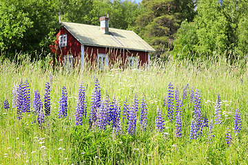 Image showing Lupines in Front of Rural Summer Cottage