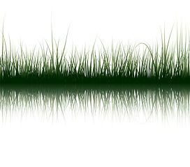 Image showing Grass On Water