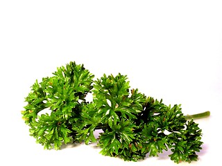 Image showing parsley