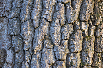 Image showing ash bark texture