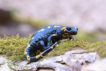 Image showing beautiful fire salamander in natural habitat