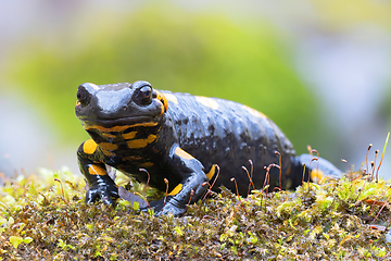 Image showing fire salamander in natural habitat