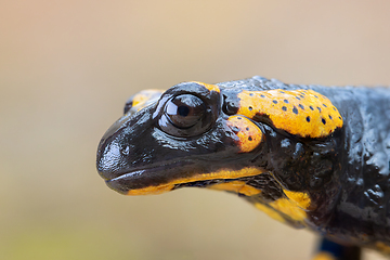 Image showing macro portrait of a beautiful fire salamander