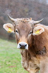 Image showing portrait of curious cow at the farm