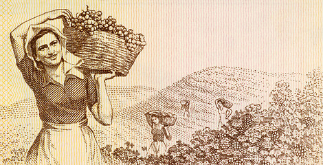 Image showing Woman harvesting grapes