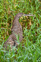 Image showing Bare-throated tiger heron, Tigrisoma mexicanum. River Rio Bebedero, Refugio de Vida Silvestre Cano Negro, Costa Rica wildlife