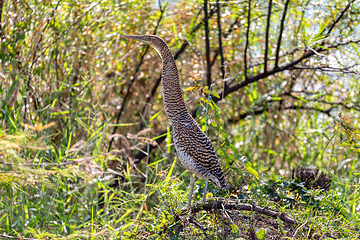 Image showing Bare-throated tiger heron, Tigrisoma mexicanum. River Rio Bebedero, Palo Verde National park Wildlife Reserve, Costa Rica wildlife