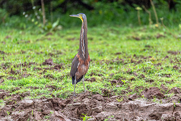 Image showing Bare-throated tiger heron - Tigrisoma mexicanum. River Rio Bebedero, Refugio de Vida Silvestre Cano Negro, Costa Rica wildlife