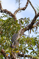 Image showing Great blue heron, Ardea herodias with Hypostomus plecostomu in beak, Costa Rica