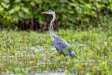 Image showing Great blue heron - Ardea herodias with Hypostomus plecostomu in beak, Costa Rica