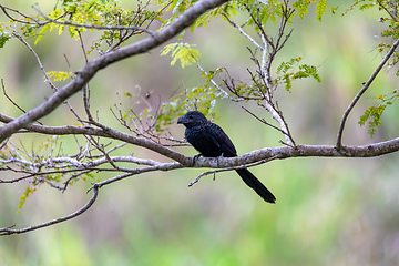 Image showing Bird, groove-billed ani, Crotophaga sulcirostris, Guanacaste Costa Rica